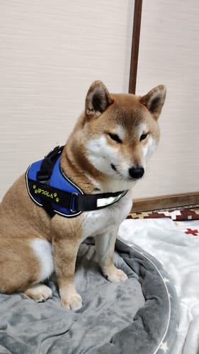 Customer photo review of FunFunPet 高機能ハーネス（お名前タグ作成サービス付き）