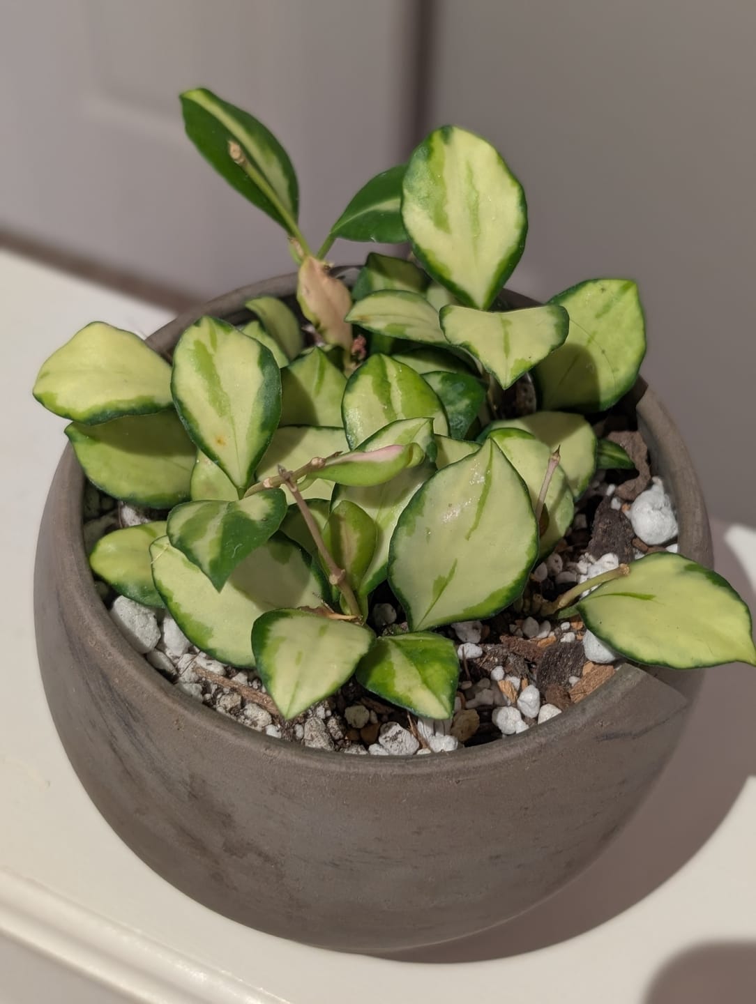 Customer photo review of Hoya heuschkeliana variegata