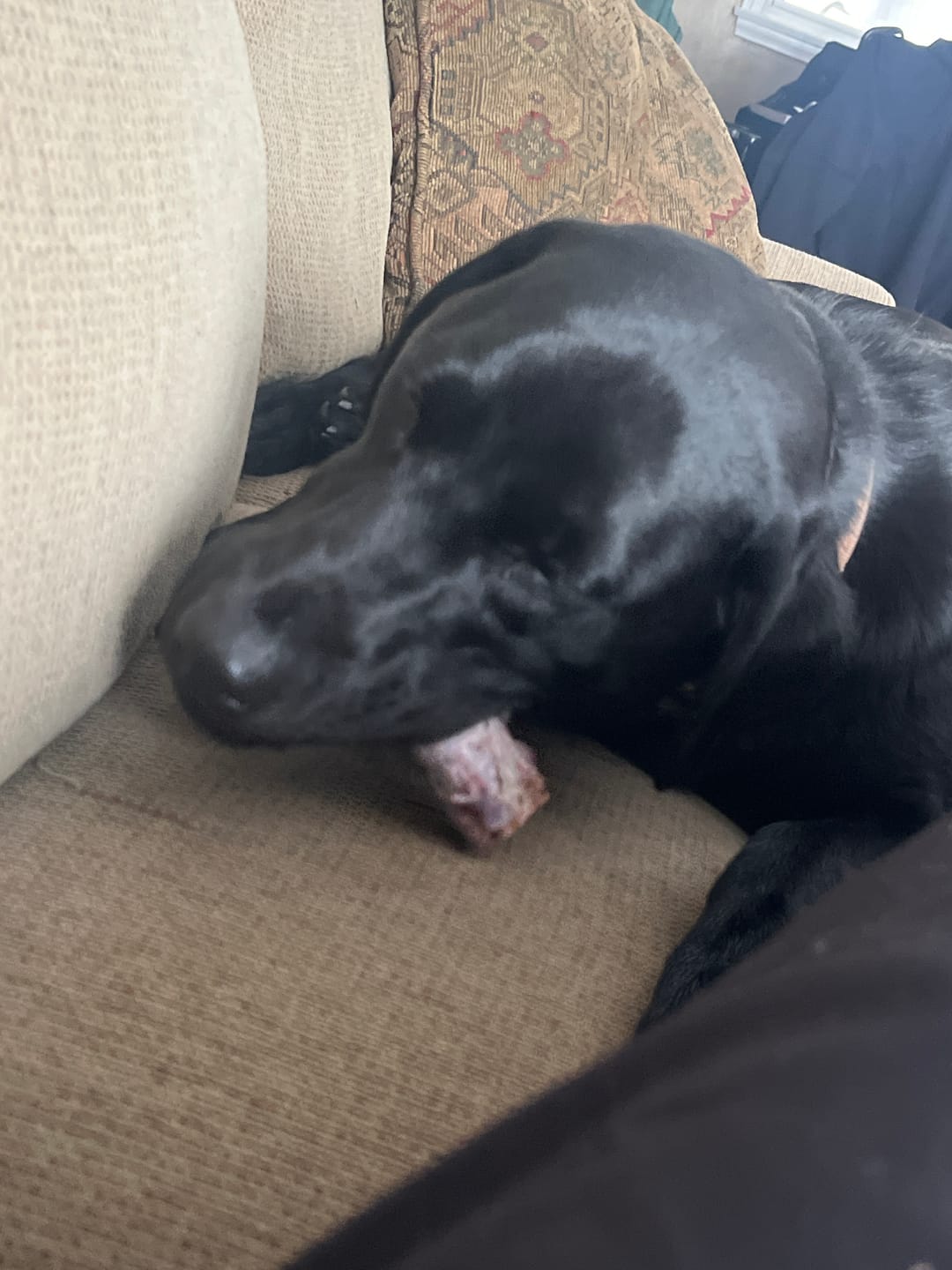 Customer photo review of Power Bully Sticks - 2-3 Inch