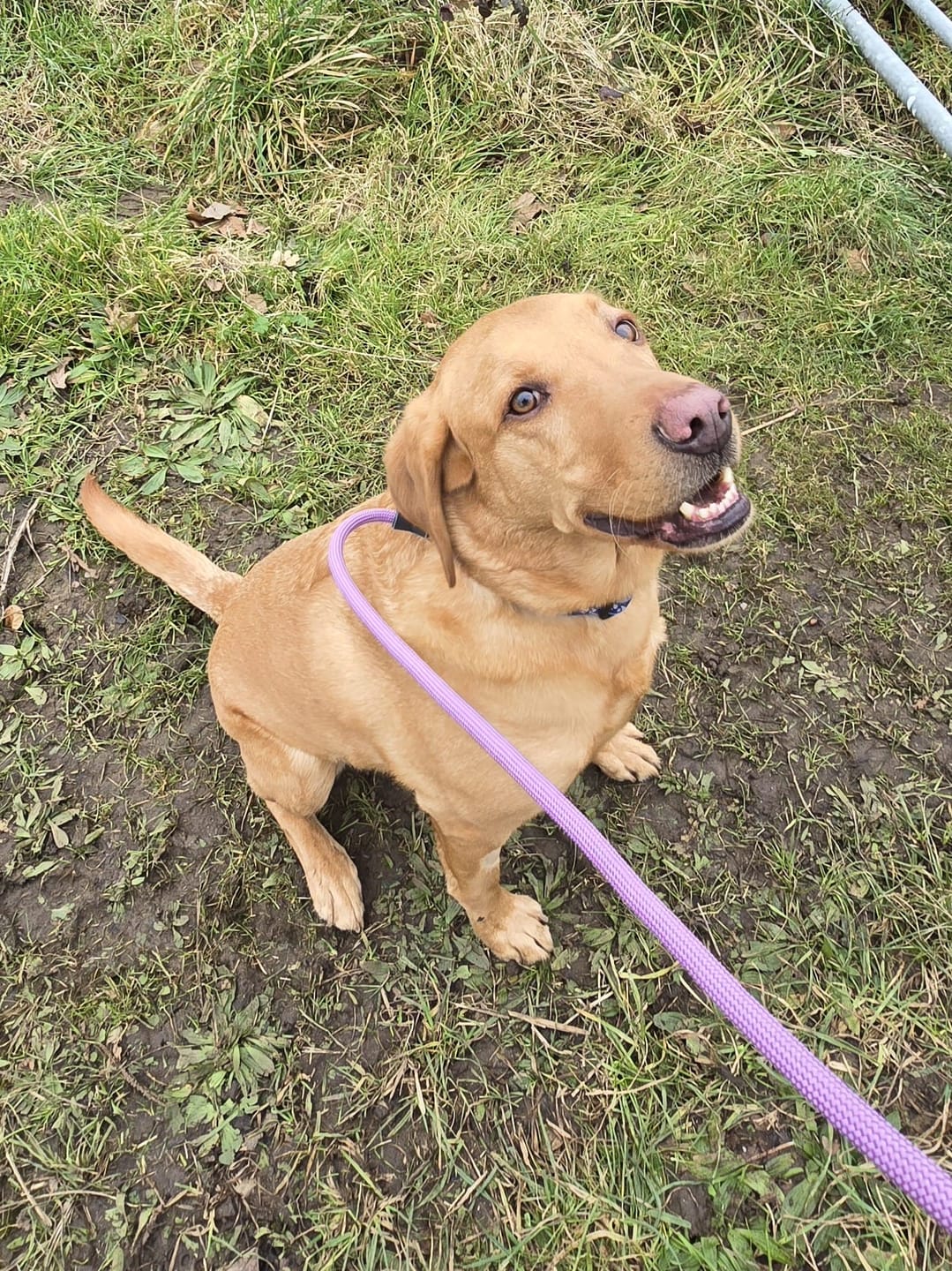 Customer photo review of Slip Training Lead | Anti Pull & No Choking -  Purple
