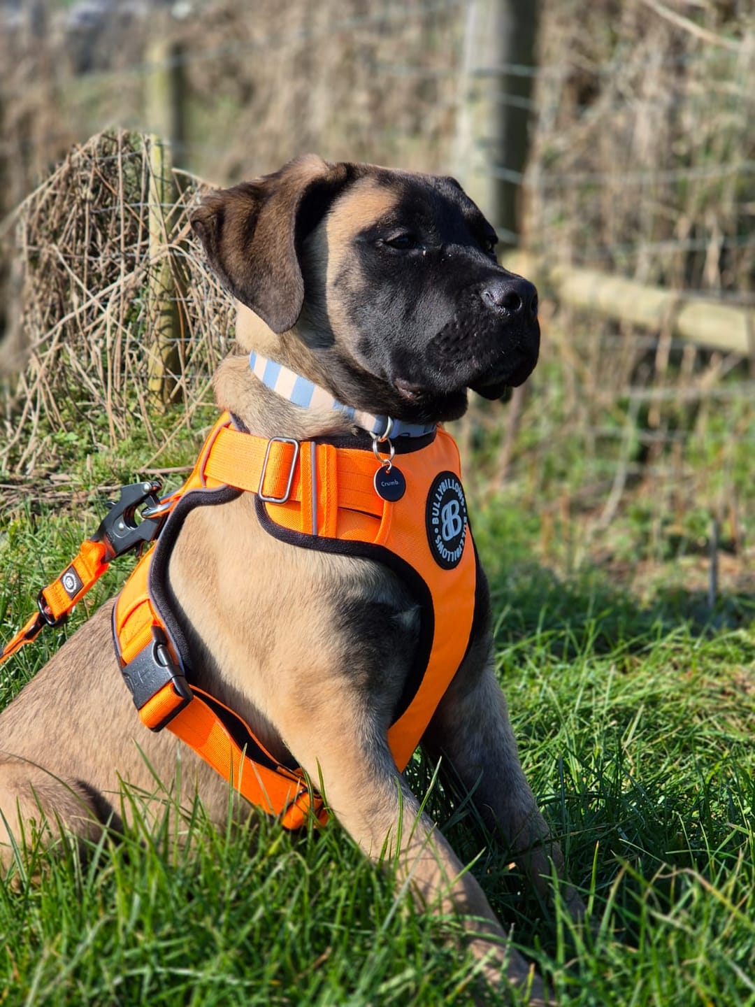 Customer photo review of Comfort Premium Harness | Non Restrictive - Orange