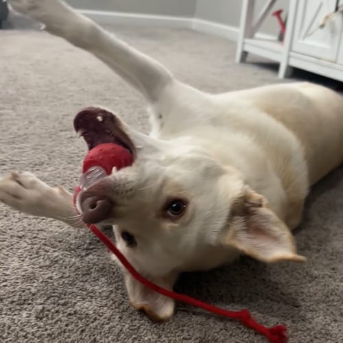 Customer photo review of PetZing™ - Smart kjæledyrleke