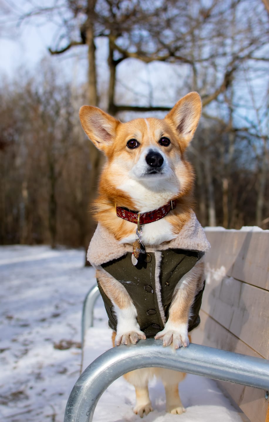 Customer photo review of Workdog Insulated Utility Jacket - Green