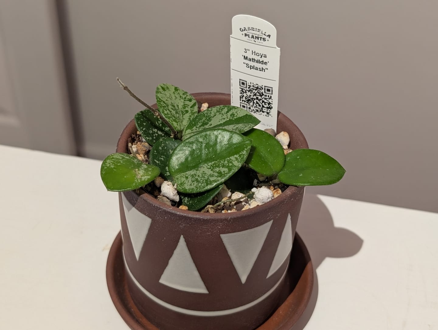Customer photo review of Hoya 'Mathilde’ ‘Splash’