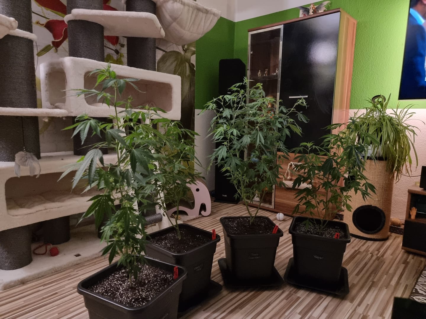 Customer photo review of Hanfstecklinge | Future Island