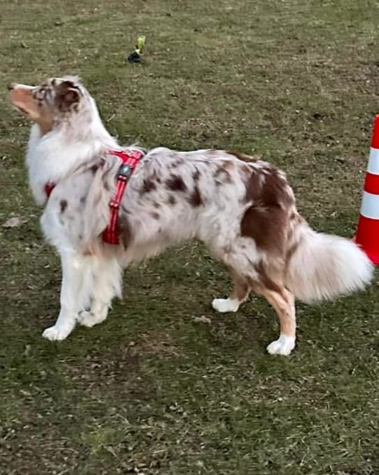 Customer photo review of Dog Copenhagen Walk Air™ hundesele Classic Red