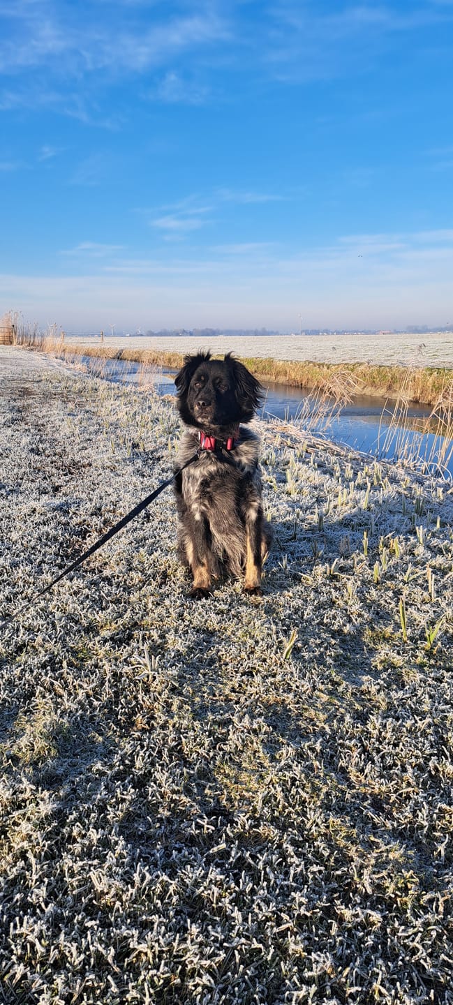 Customer photo review of 4cm Combat® Collar | Rated Clip - NO HANDLE - Burgundy