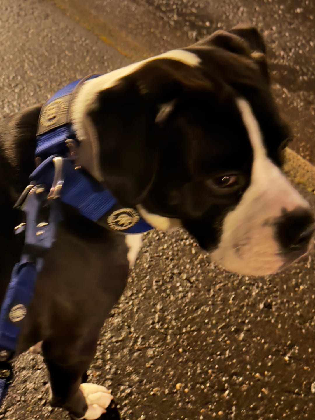 Customer photo review of 5cm Slip on Collar | Foam Padded - Blue