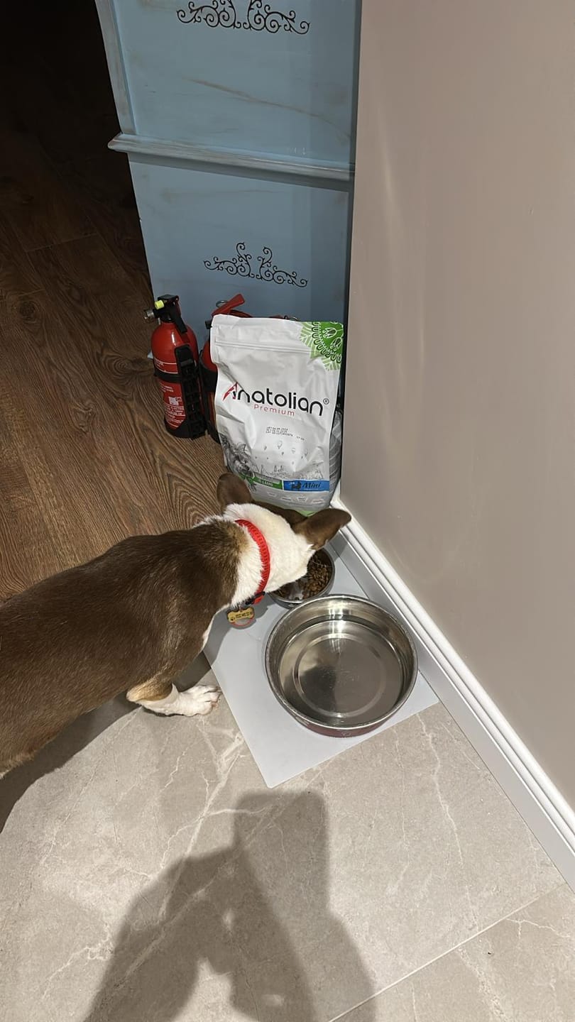 Customer photo review of Kuzulu Yetişkin Küçük Irk Köpek Maması