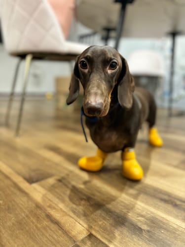 Customer photo review of WagWellies® by wagwear