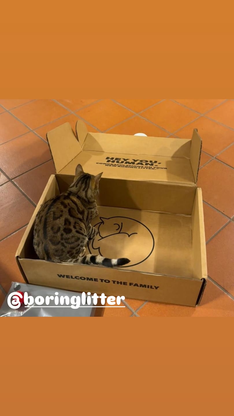 Customer photo review of BORING LITTER - Lettiera in Acciaio INOX