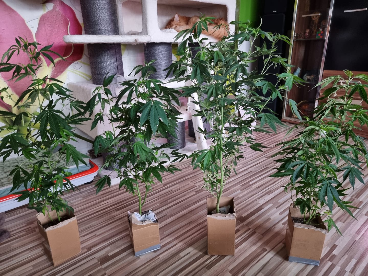Customer photo review of Hanfstecklinge | Gorilla Zkittlez