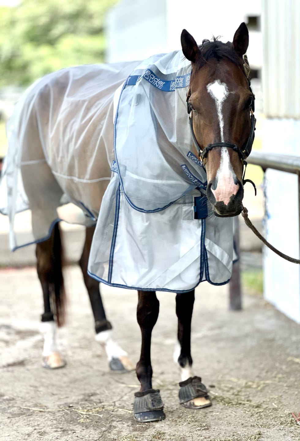 Customer photo review of LE Defender Anti-Insect Fly Rug