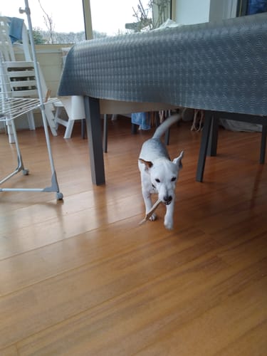 Customer photo review of Bois de daim - Mastication 100% Naturelle pour Chiots et Chiens agés