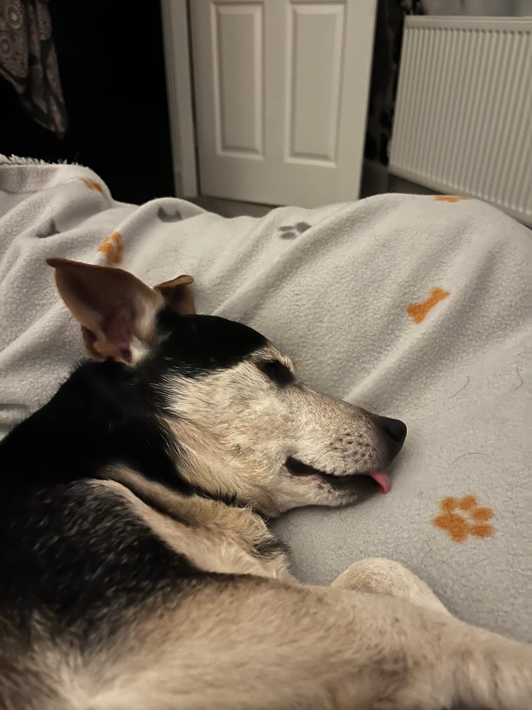 Customer photo review of Glucosamine Powder For Dogs