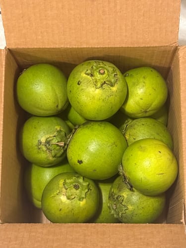 Customer photo review of Black Sapote