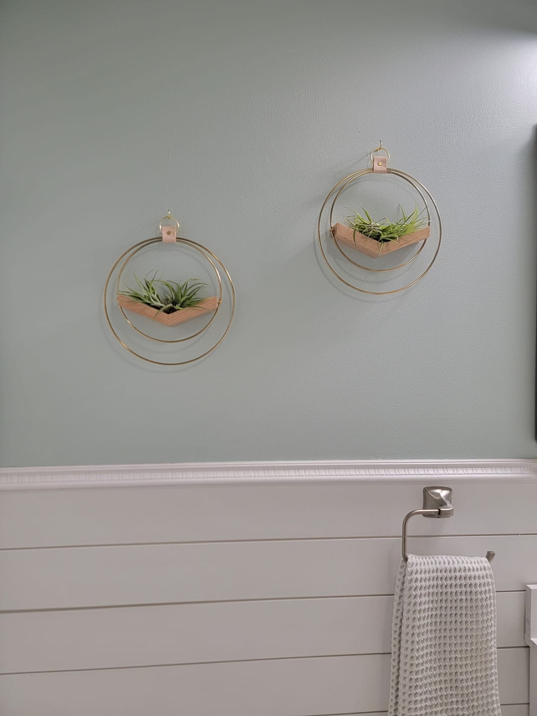 Customer photo review of Air Plant V-Hanger Duo