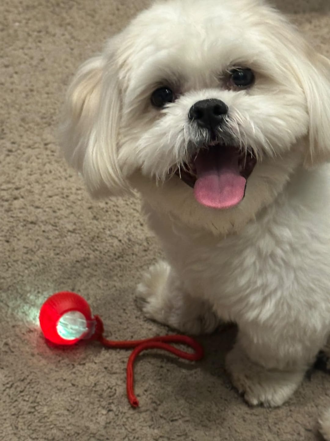Customer photo review of PetZing™ - Smart kjæledyrleke