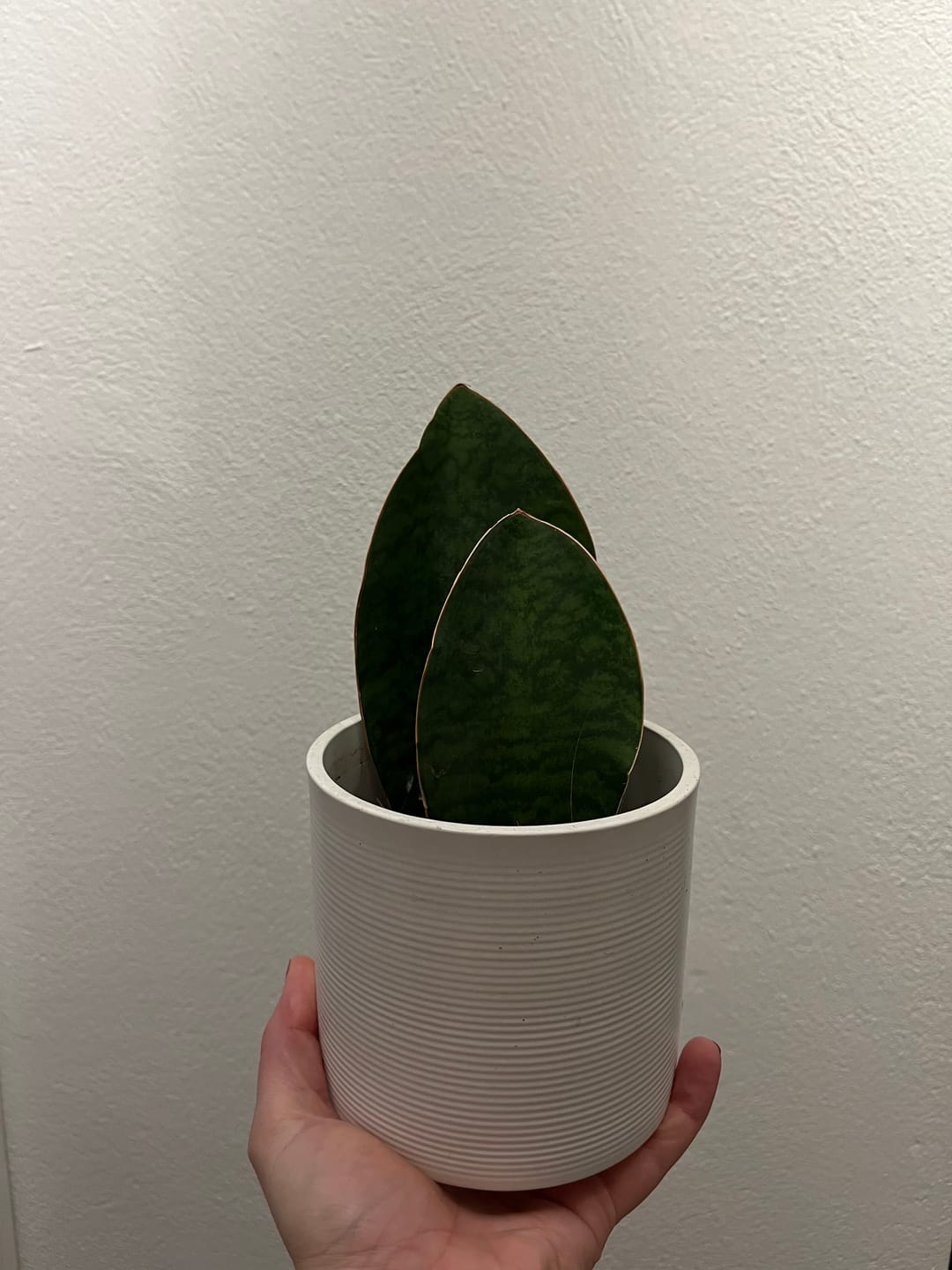 Customer photo review of SANSEVIERIA GRANDIS