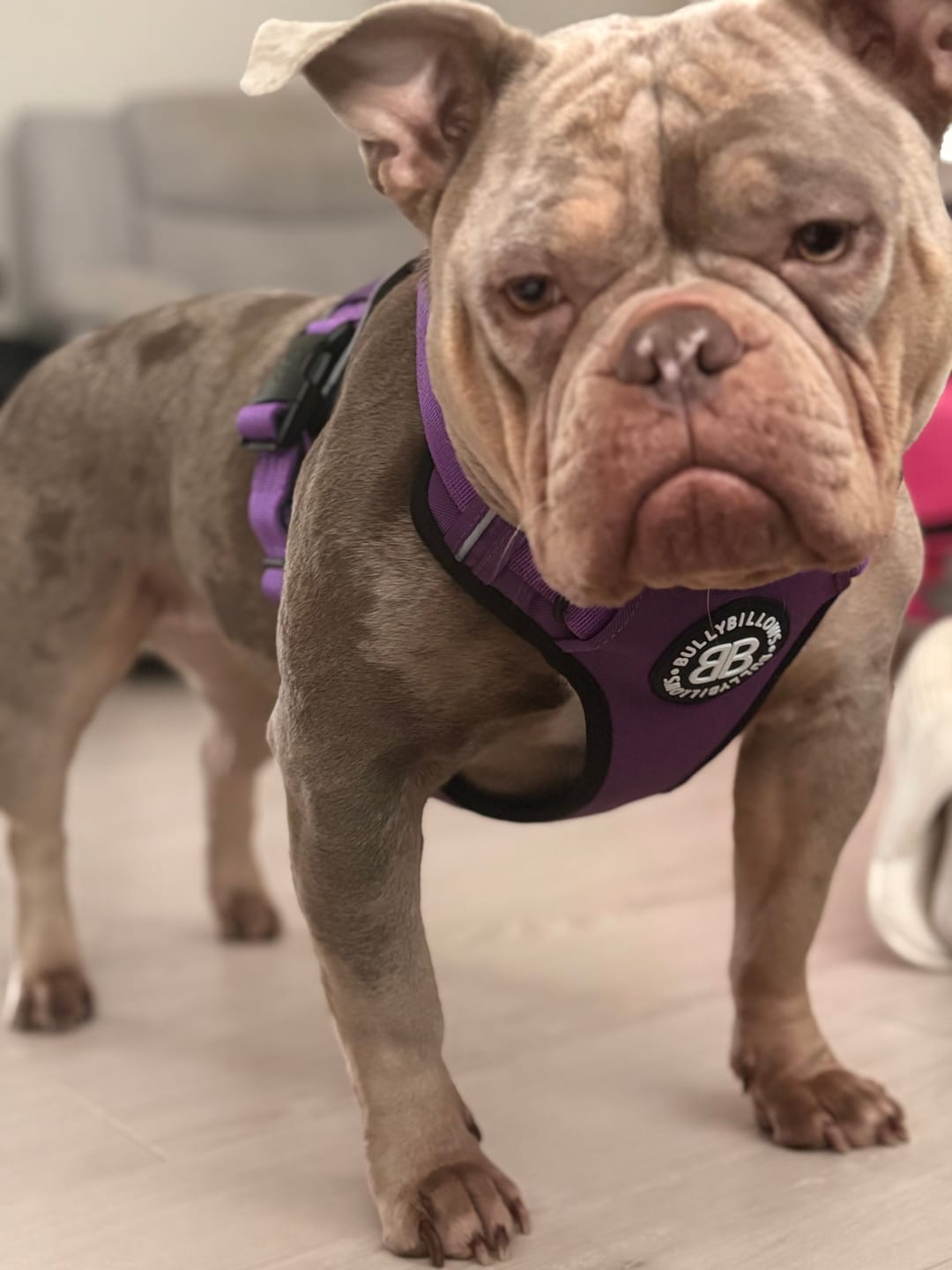 Customer photo review of Comfort Premium Harness | Non Restrictive - Purple