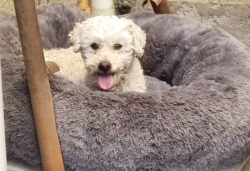 Customer photo review of Cama Antiestrés para Perros