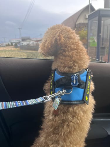 Customer photo review of FunFunPet おしゃれ リード