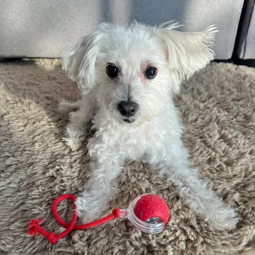 Customer photo review of PetZing™ - Smart kjæledyrleke