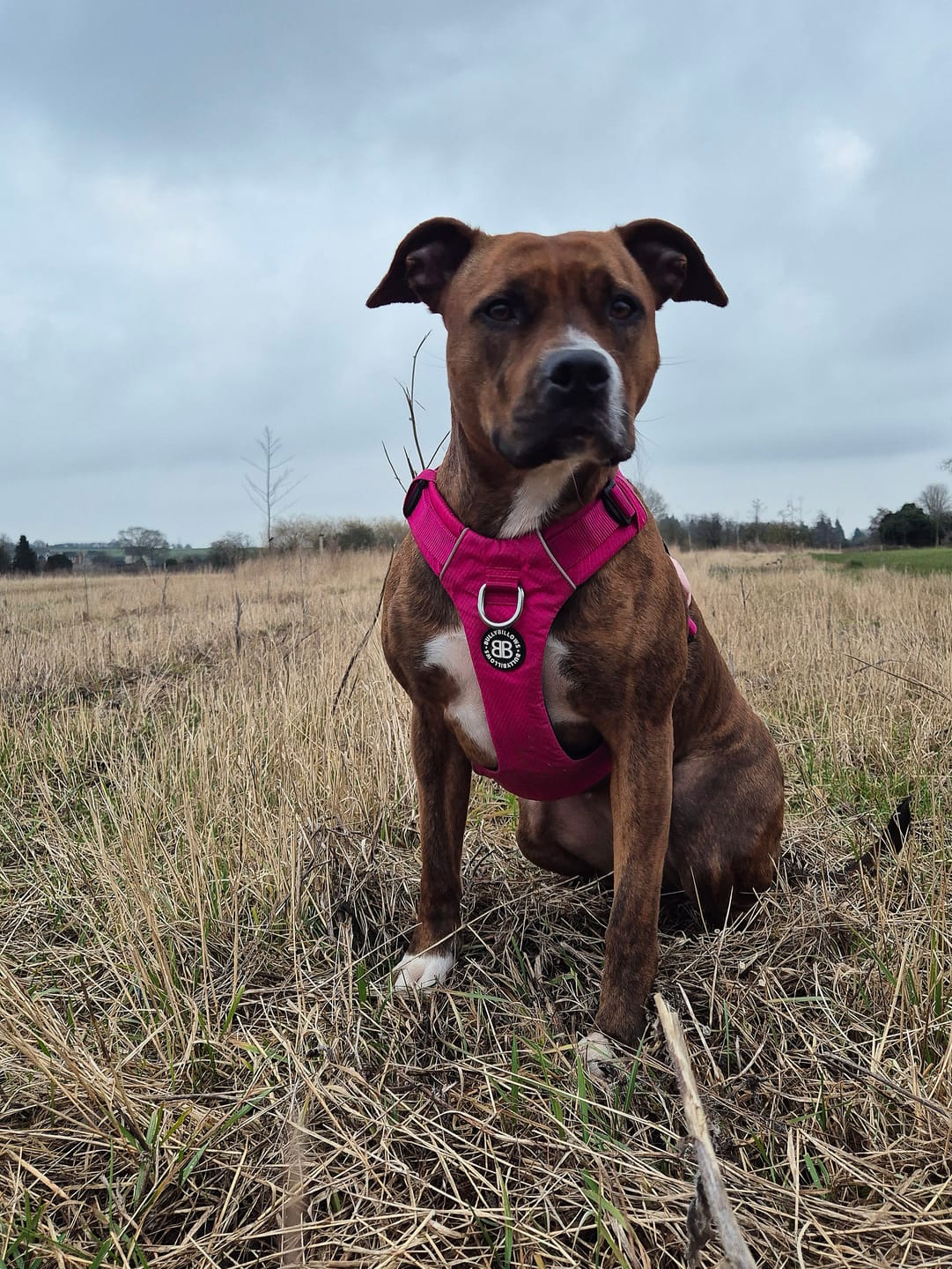 Customer photo review of Air Harness | Anti-Pull & With Handle - Carminerose