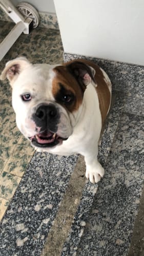 Customer photo review of Felpa "Adidog" Grigia Personalizzabile con nome