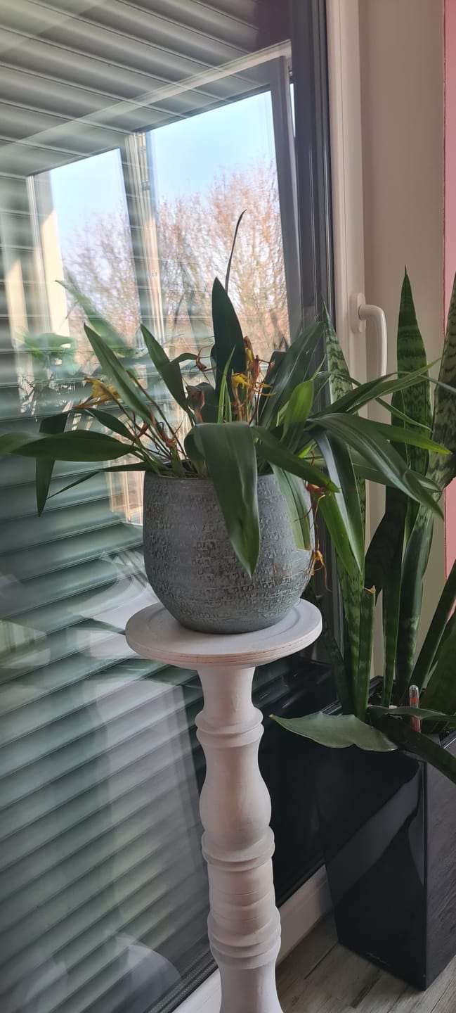 Customer photo review of Maxillaria bradei Hybride im 12cm Topf mit gelben Blüten und 5+ Rispen