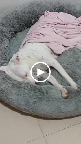 Customer video review of Cama Antiestrés para Perros