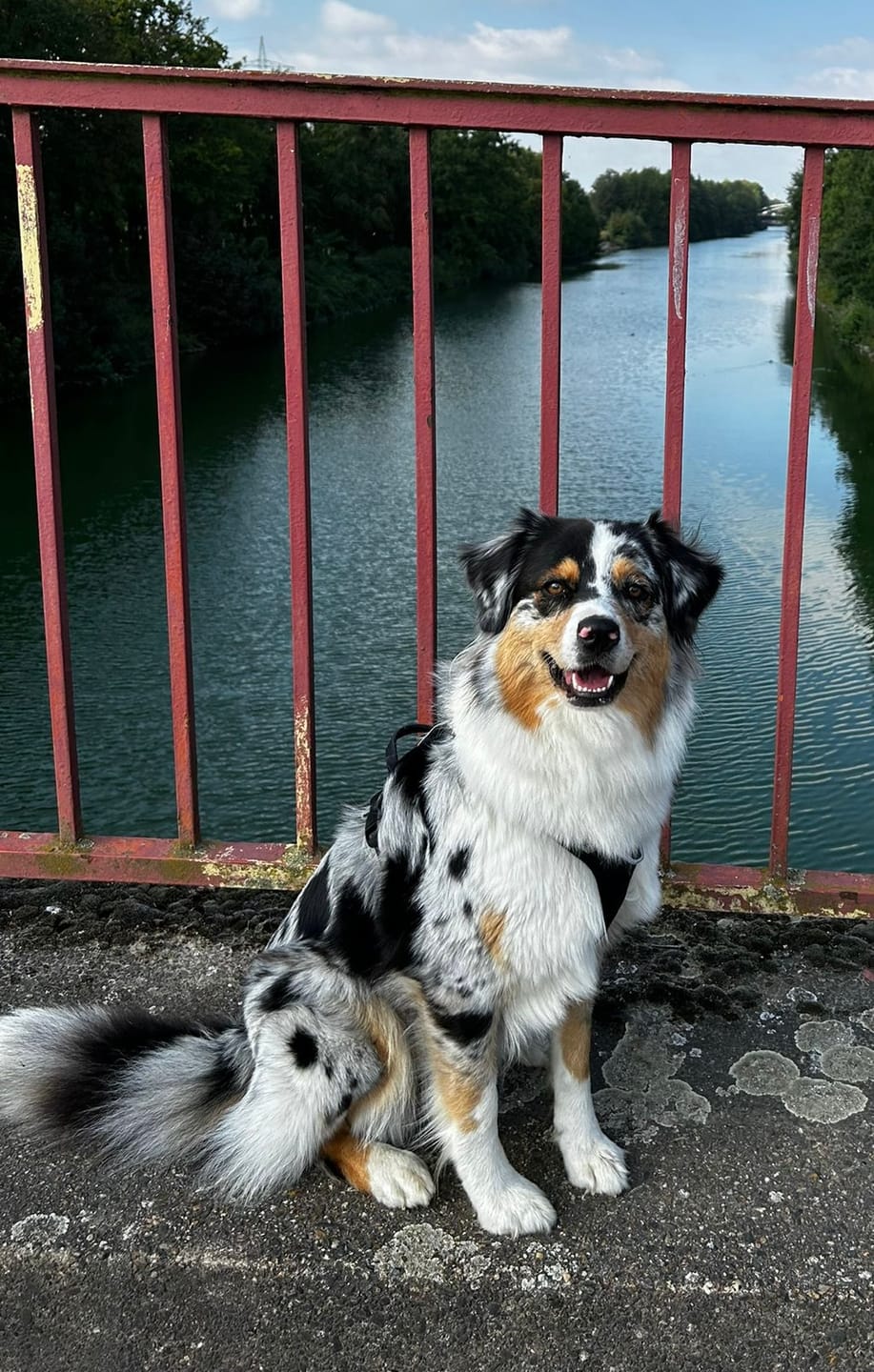 Customer photo review of Mikronährstofftest - Mängel Hund