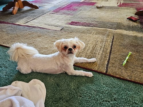 Customer photo review of The Original World's Quietest Pet Hair Clipper