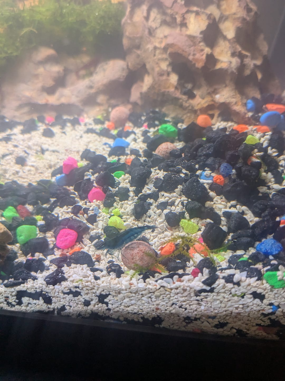 Customer photo review of Fourth Of July Shrimp Pack