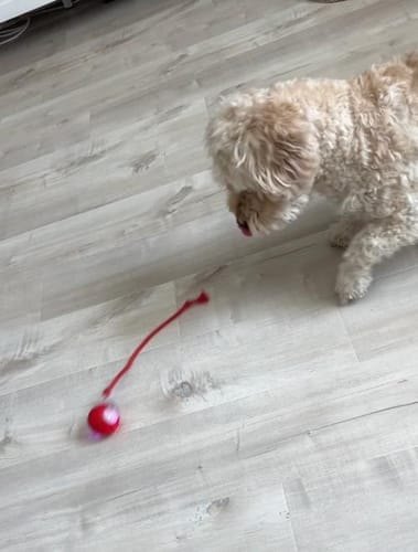 Customer photo review of PetZing™ - Smart kjæledyrleke
