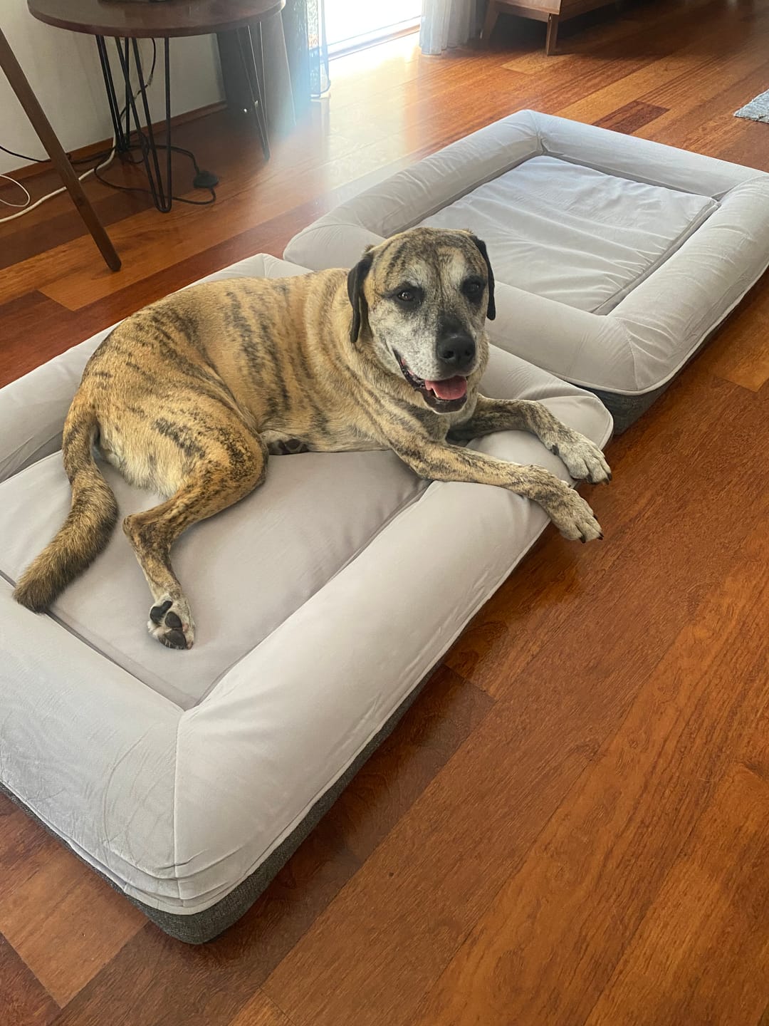 Customer photo review of Kangaroo Bed - Medium