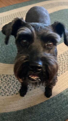 Customer photo review of The Original World's Quietest Pet Hair Clipper