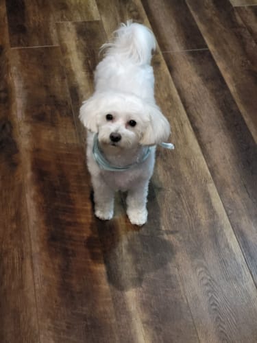 Customer photo review of Collagen Puptides