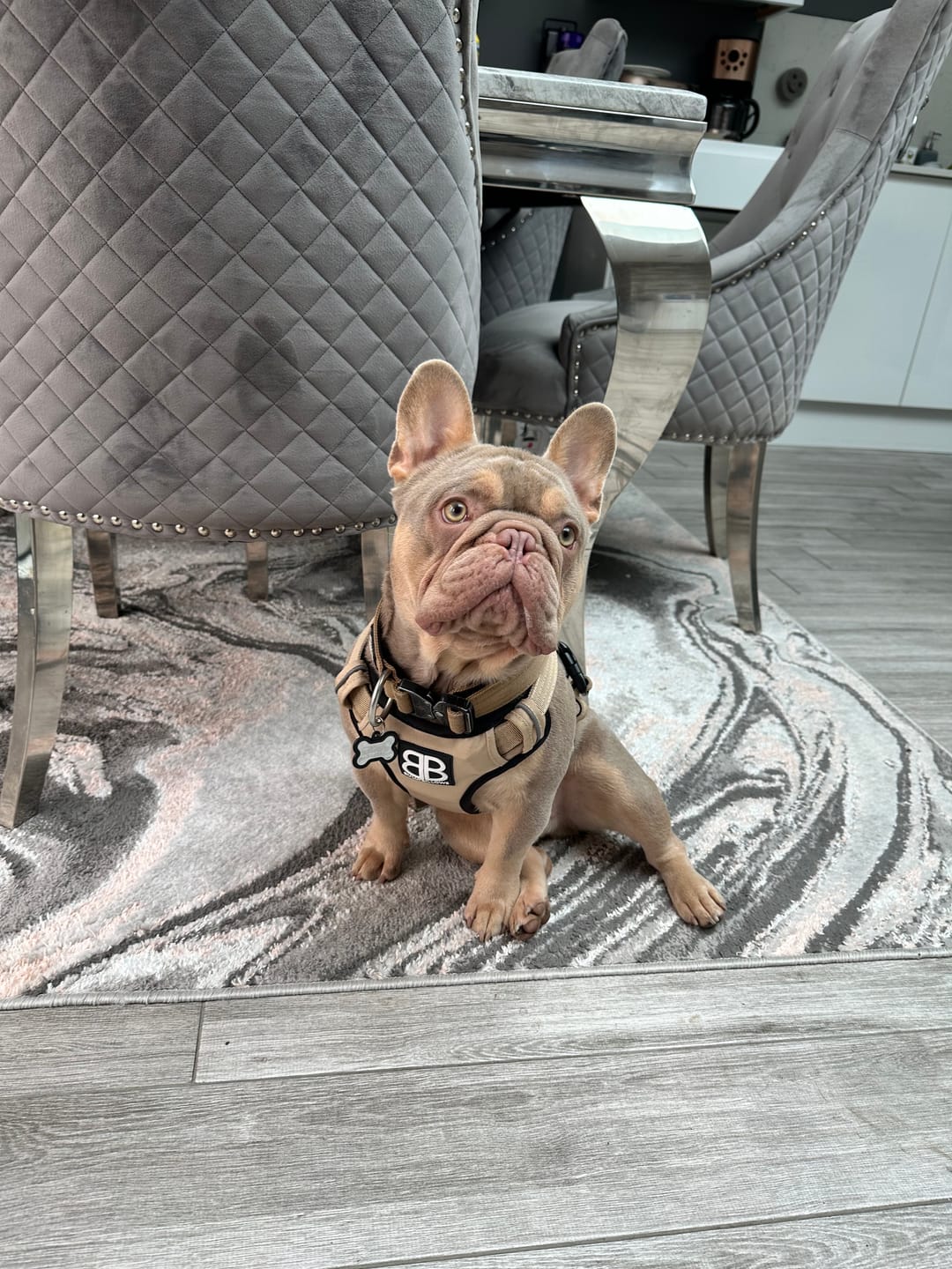 Customer photo review of Comfort Premium Harness | Non Restrictive - Tan