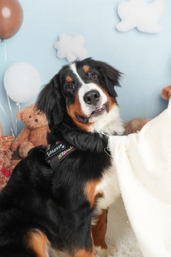 Customer photo review of ハーネス専用お名前タグ（２枚セット・マジックテープ式）