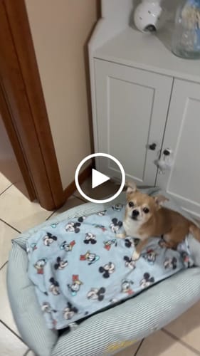 Customer video review of Divanetto Velluto Carta da Zucchero