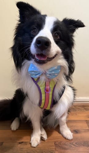 Customer photo review of Disney© Collar - Buzz Lightyear