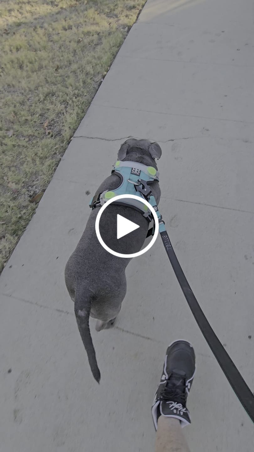 Customer video review of Comfort Premium Harness | Non Restrictive - Turquoise
