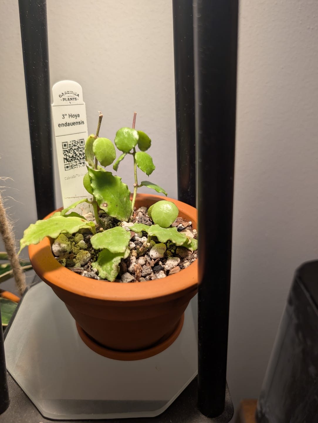 Customer photo review of Hoya endauensis