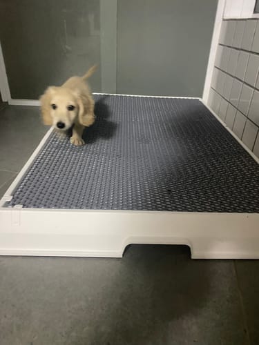 Customer photo review of Weasy Cão