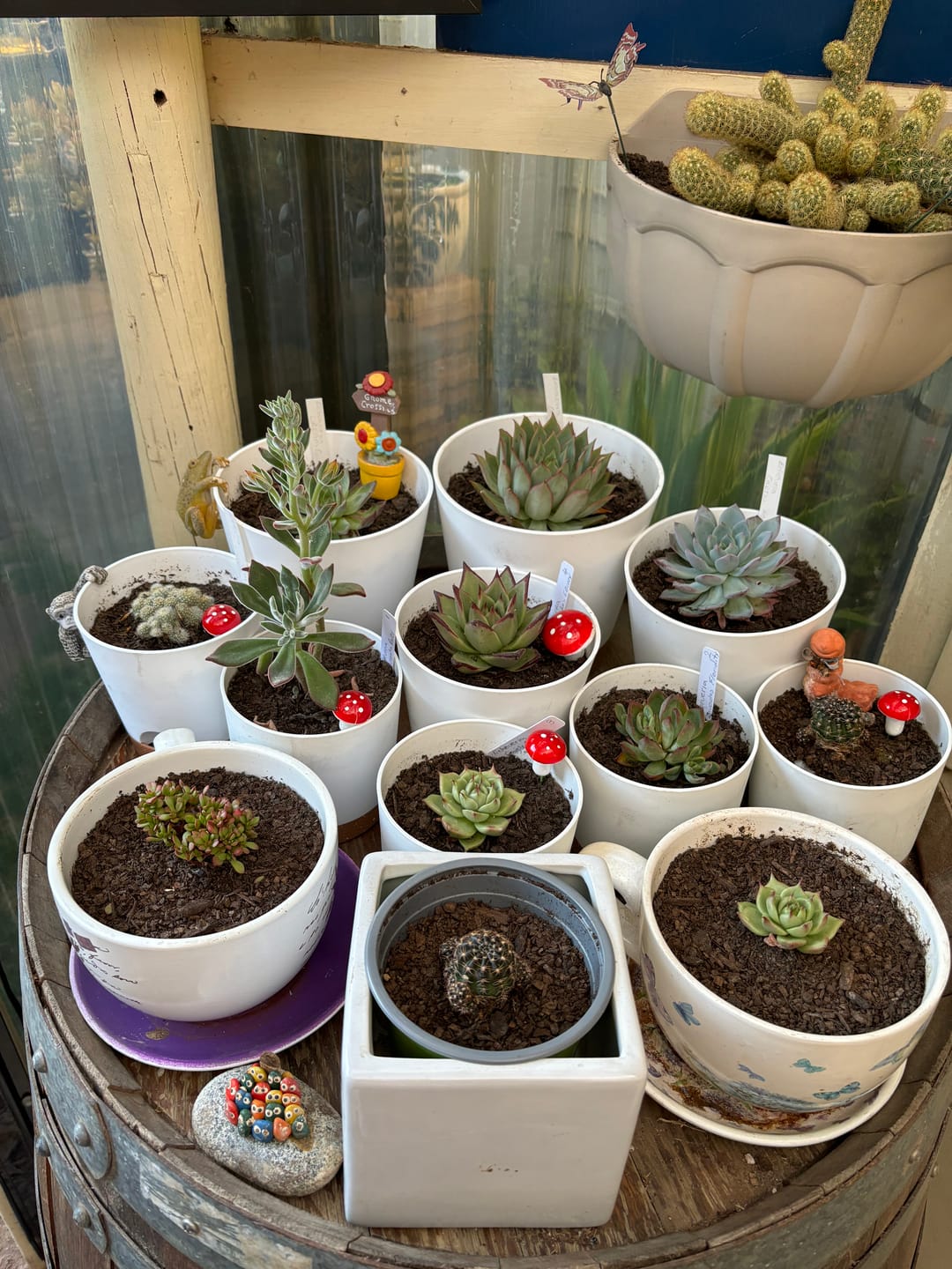 Customer photo review of Crassula 'Warmsley Blue'