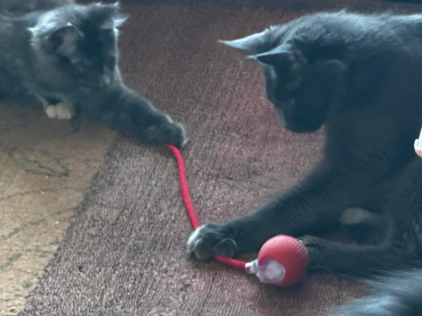 Customer photo review of PetZing™ - Smart kjæledyrleke