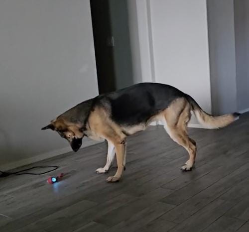 Customer photo review of PetZing™ - Smart kjæledyrleke