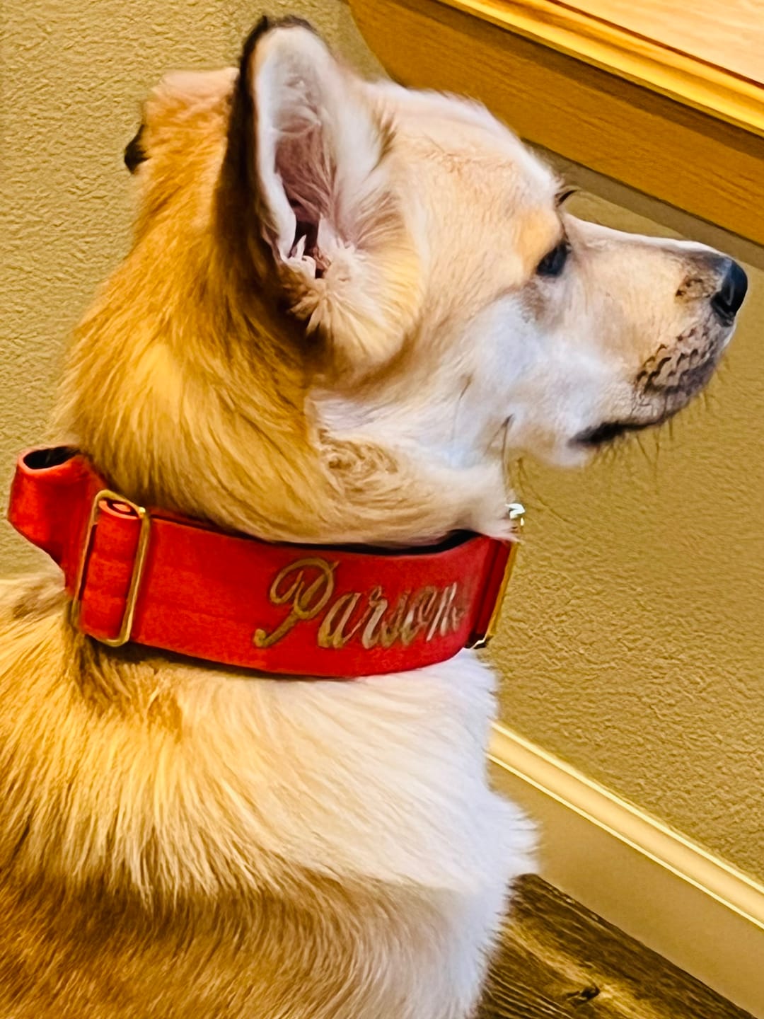 Customer photo review of 2" Tacti Luxe Dog Collar - Gold Cognac