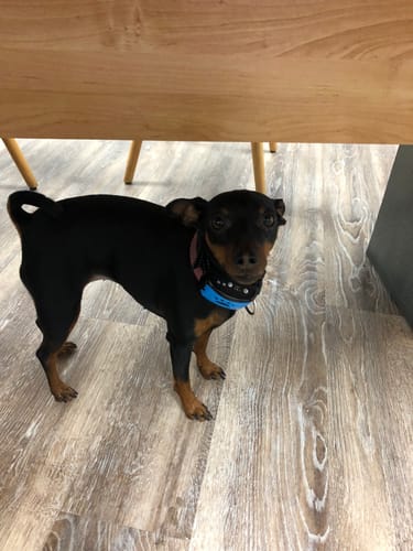 Customer photo review of Emmalove - Tierfreundliches Anti-Bell Halsband